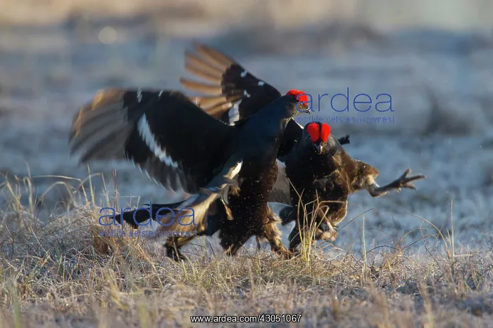 : Black Grouse fight Black Grouse fighting cocks in spring : Black Grouse fight Black Grouse fighting cocks in spring