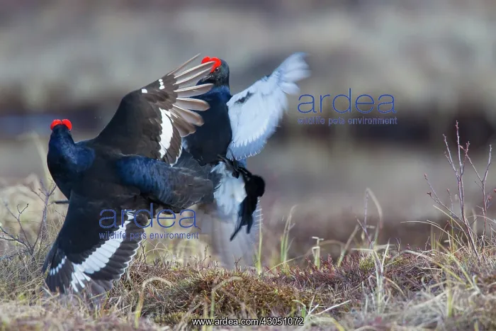 : Black Grouse fight Black Grouse fighting cocks in spring : Black Grouse fight Black Grouse fighting cocks in spring