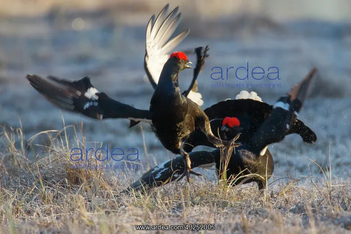: Black Grouse fight Black Grouse fighting cocks in spring : Black Grouse fight Black Grouse fighting cocks in spring