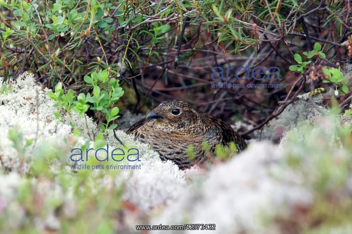 : Black Grouse - Hen on Nest : Black Grouse - Hen on Nest