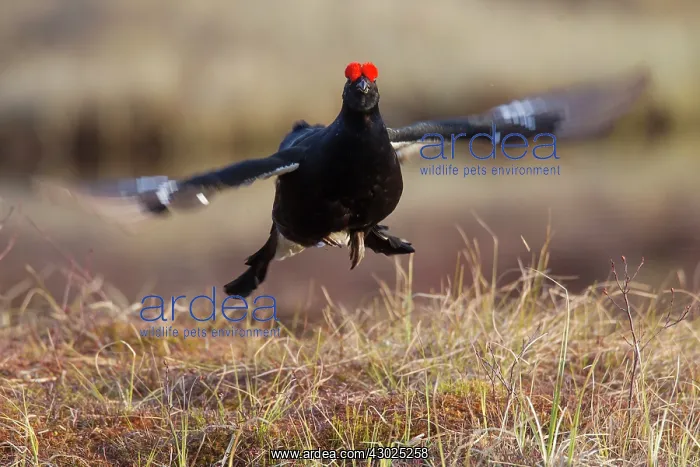  : Black Grouse jump Black Grouse displaying cock jumping