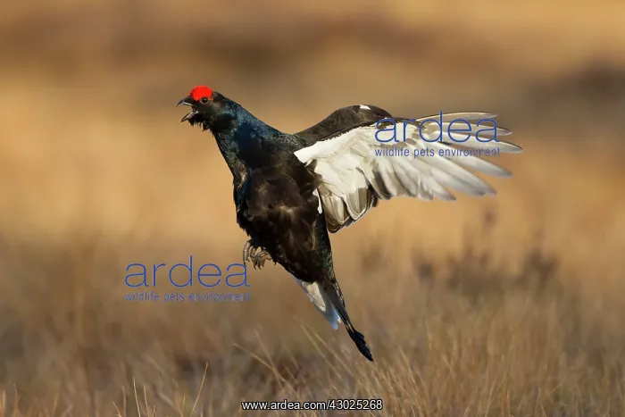  : Black Grouse jump Black Grouse displaying cock jumping