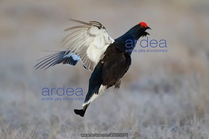  : Black Grouse jump Black Grouse displaying cock jumping