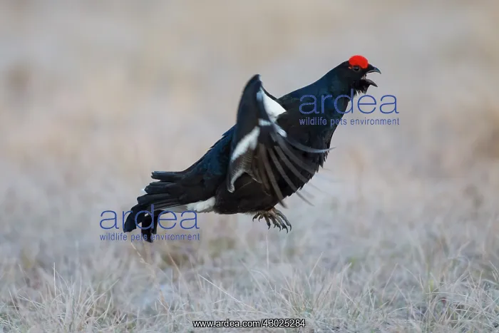 : Black Grouse jump Black Grouse displaying cock jumping : Black Grouse jump Black Grouse displaying cock jumping