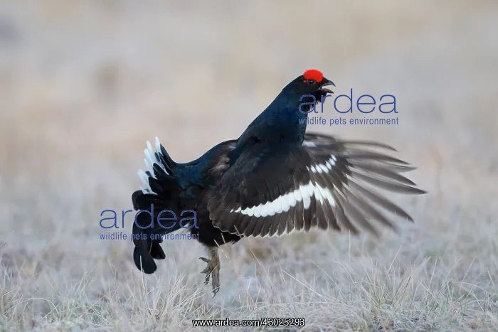 : Black Grouse jump Black Grouse displaying cock jumping : Black Grouse jump Black Grouse displaying cock jumping