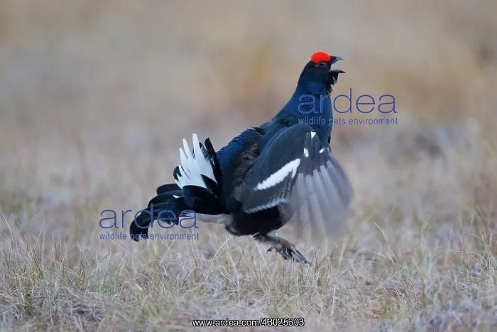 : Black Grouse jump Black Grouse displaying cock jumping : Black Grouse jump Black Grouse displaying cock jumping
