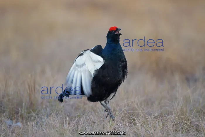 : Black Grouse jump Black Grouse displaying cock jumping : Black Grouse jump Black Grouse displaying cock jumping