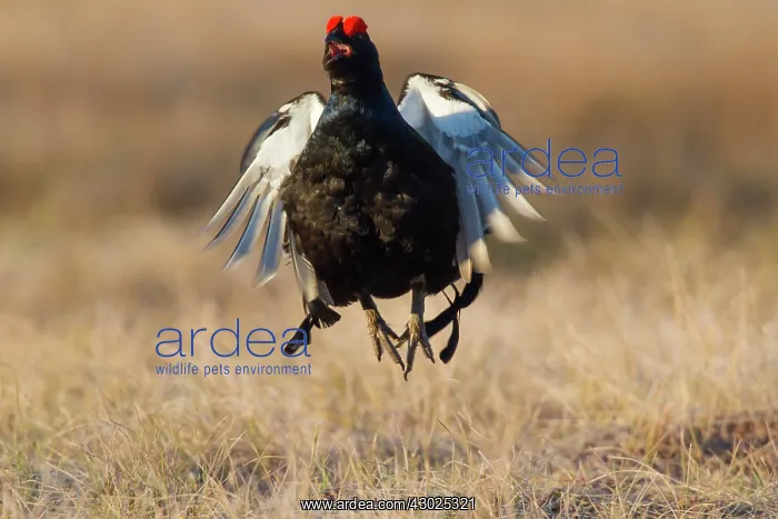 : Black Grouse jump Black Grouse displaying cock jumping : Black Grouse jump Black Grouse displaying cock jumping