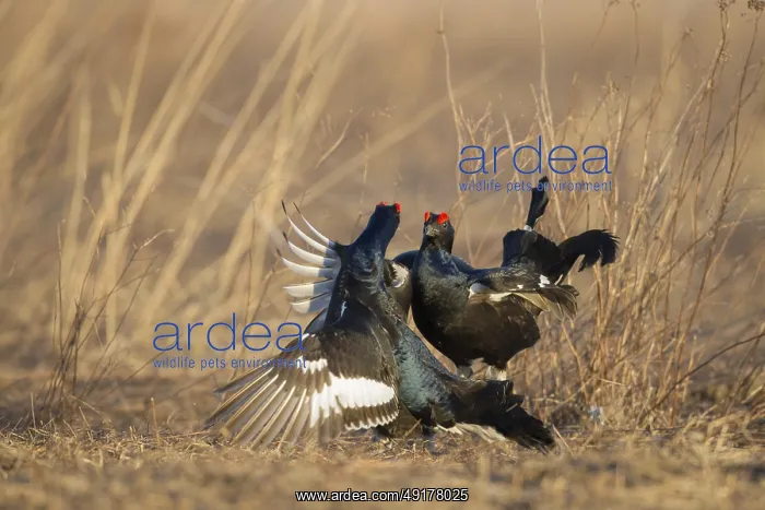 : Black Grouse (Lyrurus tetrix) male : Black Grouse (Lyrurus tetrix) male