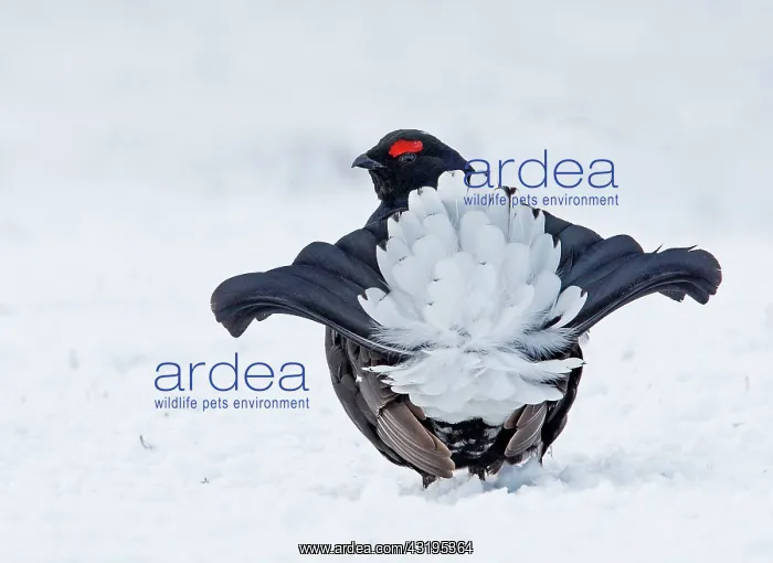 : Black grouse (Lyrurus tetrix) Male displaying on : Black grouse (Lyrurus tetrix) Male displaying on
