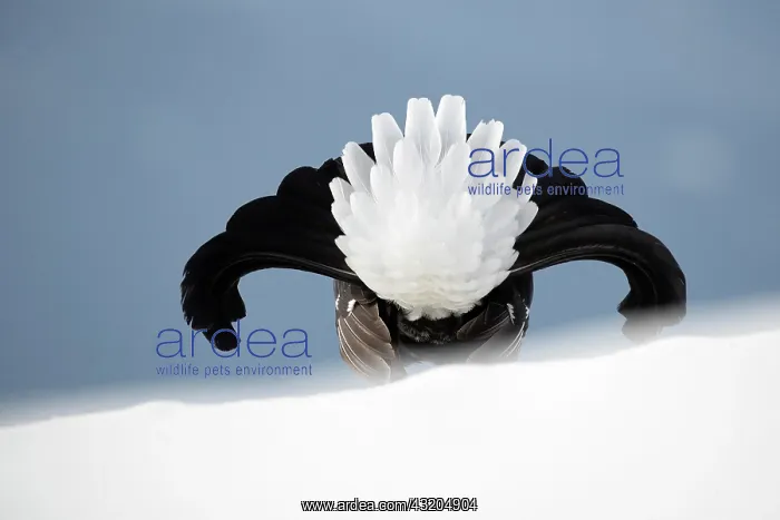 : Black grouse (Lyrurus tetrix) male displaying on