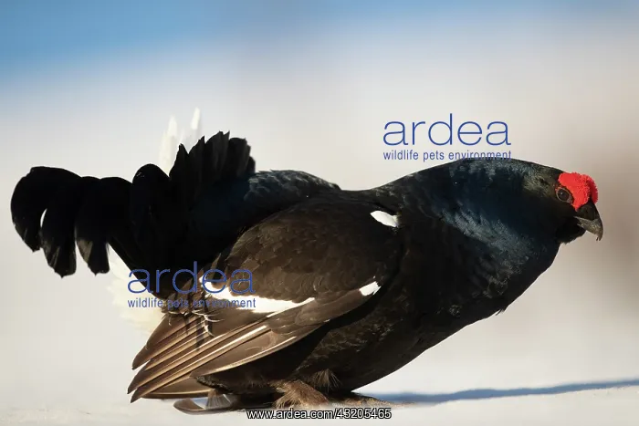 : Black grouse (Lyrurus tetrix) male displaying in : Black grouse (Lyrurus tetrix) male displaying in