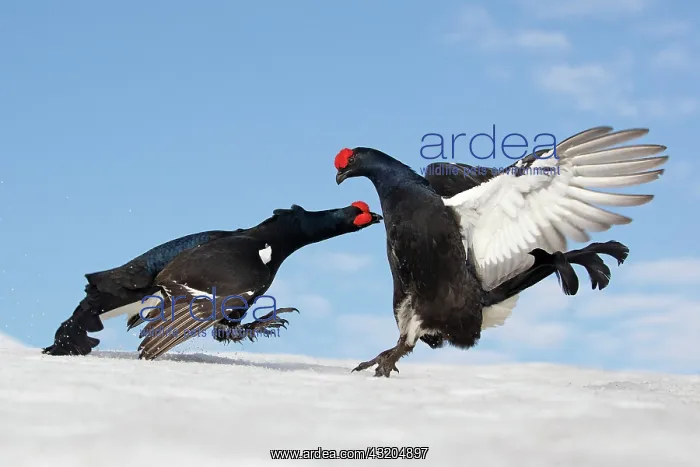  : Black grouse (Lyrurus tetrix) males displaying on