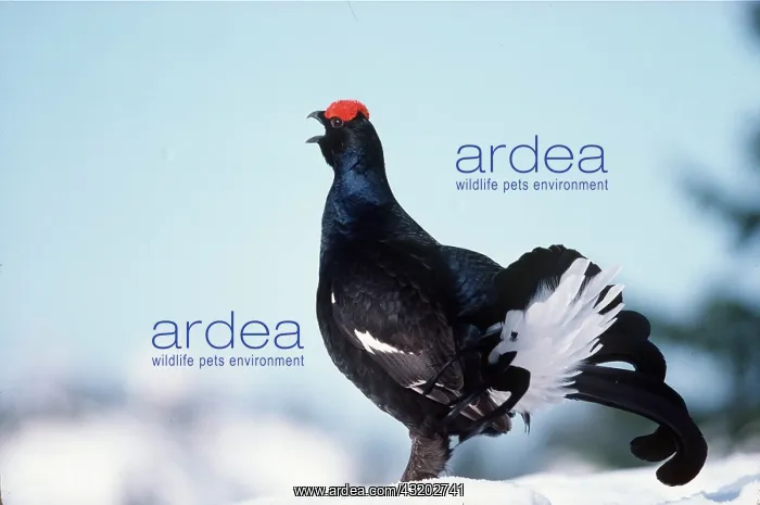 : BLACK GROUSE - MALE : BLACK GROUSE - MALE
