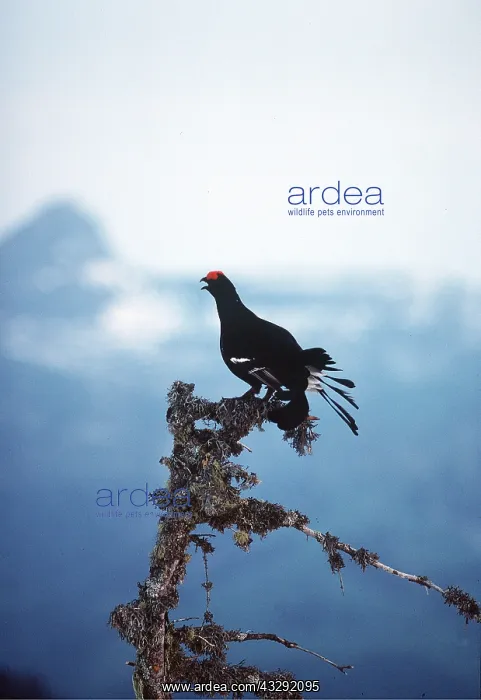  : BLACK GROUSE- MALE
