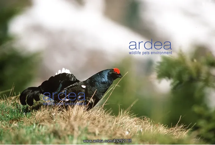 : BLACK GROUSE - male : BLACK GROUSE - male