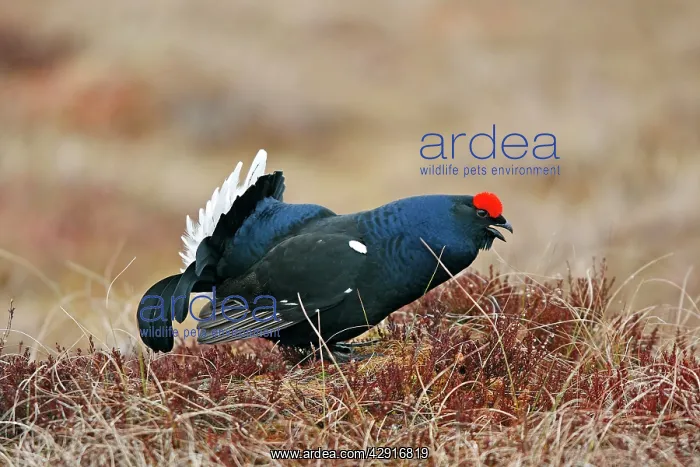 : Black Grouse - male calling : Black Grouse - male calling