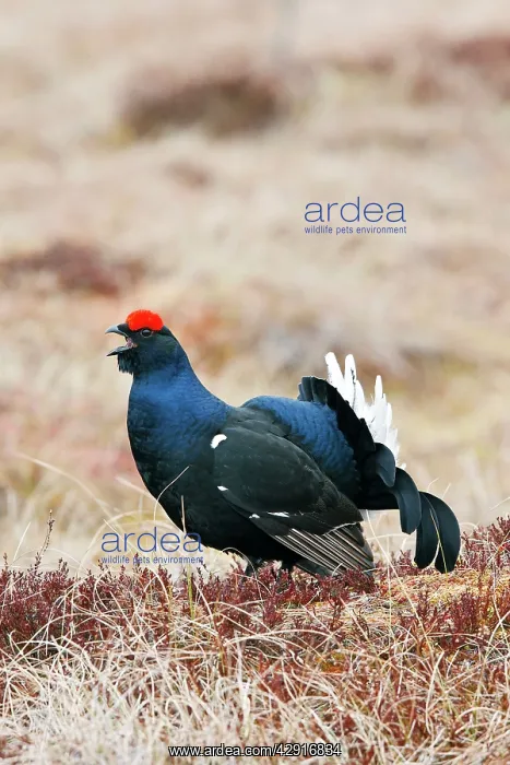 : Black Grouse - male calling : Black Grouse - male calling