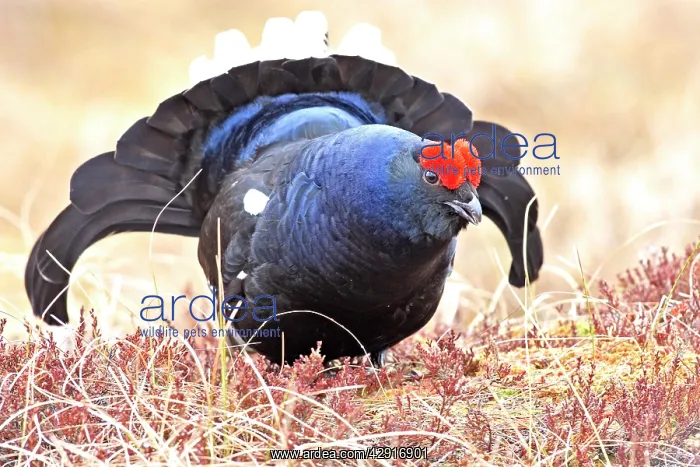 : Black Grouse - male displaying : Black Grouse - male displaying
