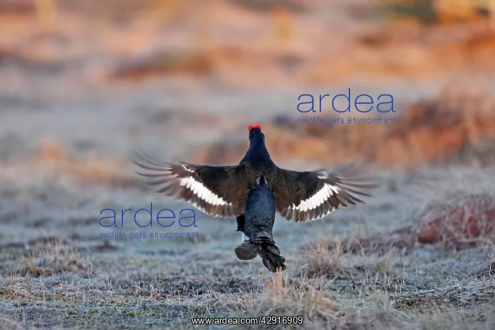 : Black Grouse - male displaying in lek : Black Grouse - male displaying in lek