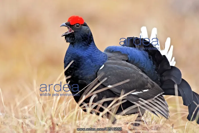 : Black Grouse - male displaying in lek - calling : Black Grouse - male displaying in lek - calling