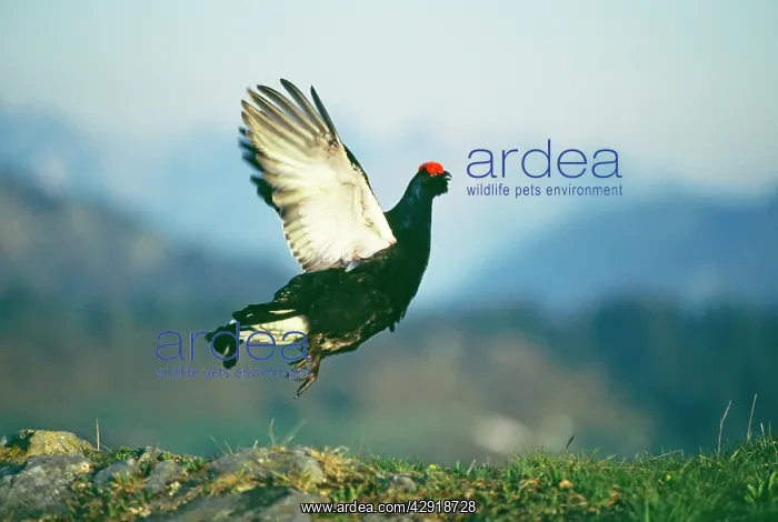 : Black GROUSE - Male displaying, wings outstretched : Black GROUSE - Male displaying, wings outstretched