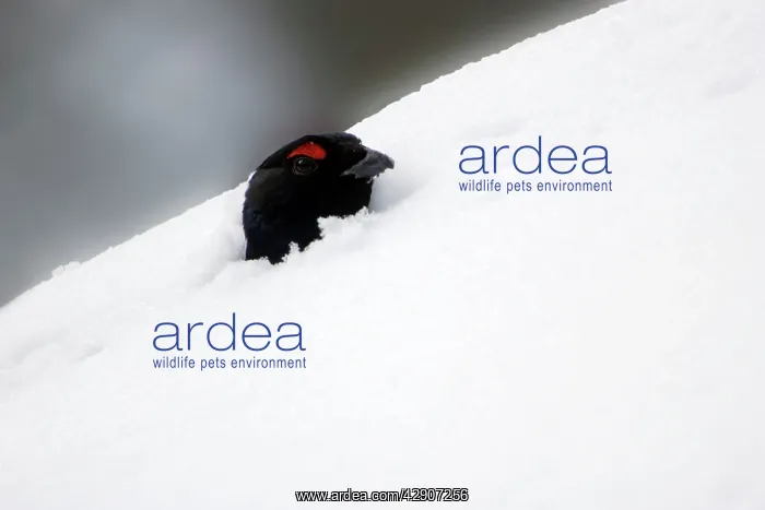 : Black Grouse - male emerging from snow chamber : Black Grouse - male emerging from snow chamber