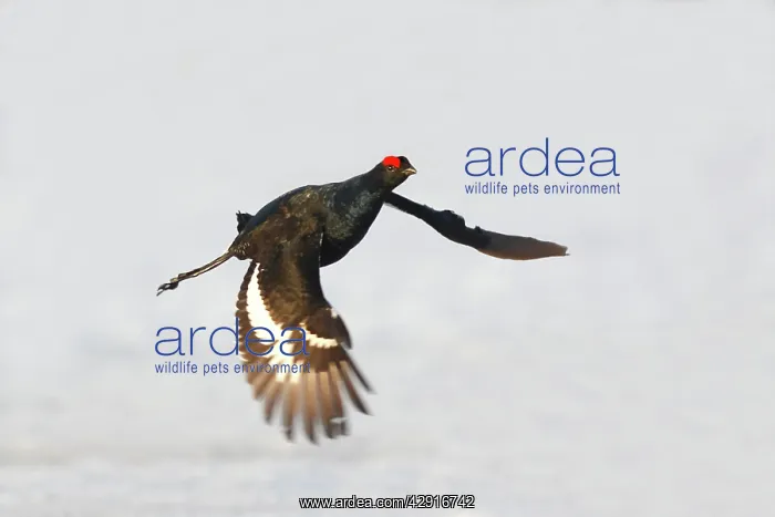 : Black Grouse - male in flight over snow : Black Grouse - male in flight over snow