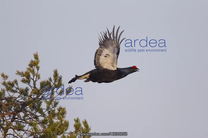 : Black Grouse - male in flight - Sweden : Black Grouse - male in flight - Sweden