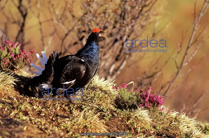 : Black Grouse - male in heather : Black Grouse - male in heather