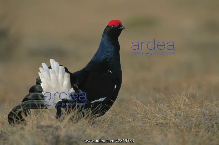 : Black Grouse - male on lek : Black Grouse - male on lek