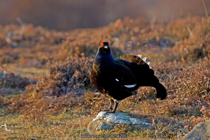 : Black Grouse - Male on lek late evening light - on moorland : Black Grouse - Male on lek late evening light - on moorland