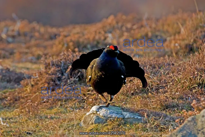 : Black Grouse - Male on lek late evening light - on moorland : Black Grouse - Male on lek late evening light - on moorland