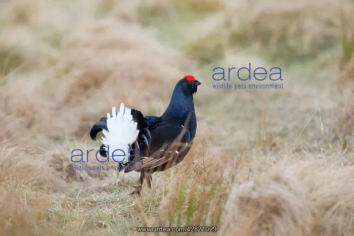 : Black Grouse - male at lek site : Black Grouse - male at lek site