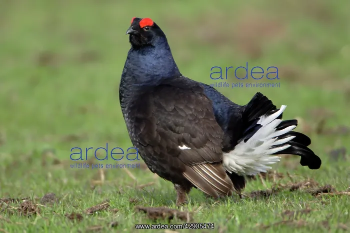 : Black Grouse - Male, on pasture courtship displaying : Black Grouse - Male, on pasture courtship displaying