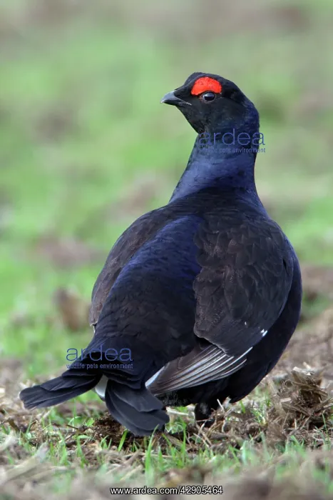 : Black Grouse - Male, on pasture searching for food : Black Grouse - Male, on pasture searching for food