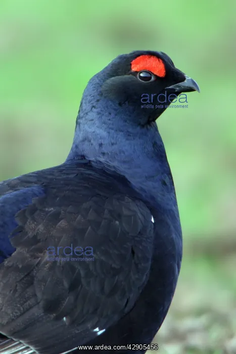 : Black Grouse - Male, portrait : Black Grouse - Male, portrait