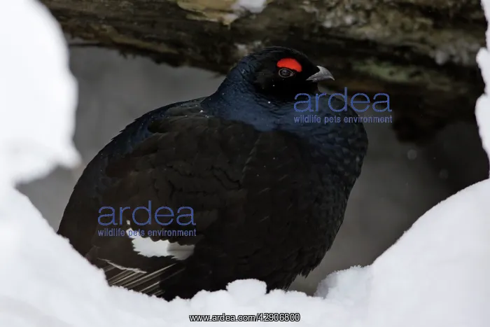 : Black Grouse - male sheltering under tree stem in winter : Black Grouse - male sheltering under tree stem in winter