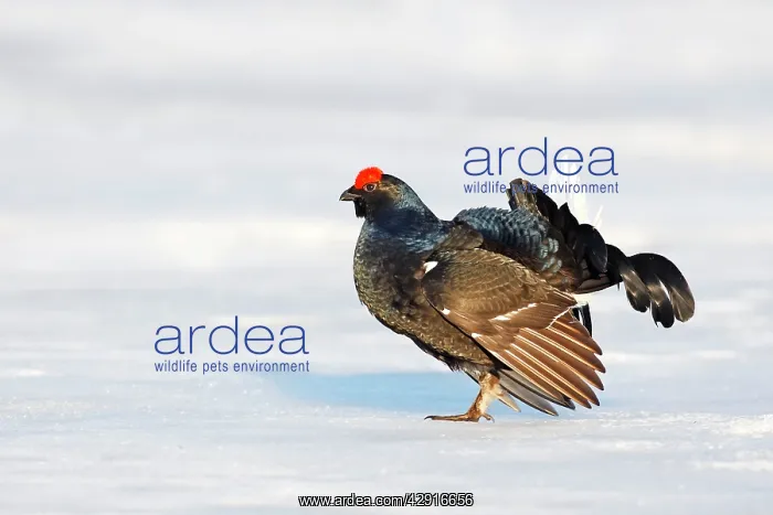 : Black Grouse - male in snow : Black Grouse - male in snow