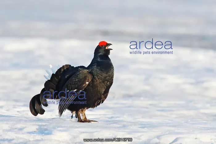 : Black Grouse - male in snow calling : Black Grouse - male in snow calling