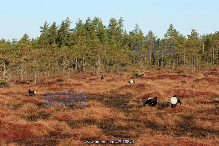  : Black Grouse - males displaying in lek