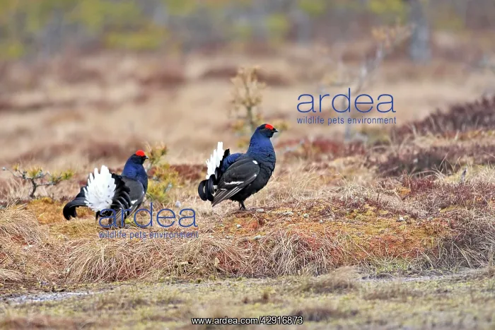 : Black Grouse - males displaying in lek : Black Grouse - males displaying in lek