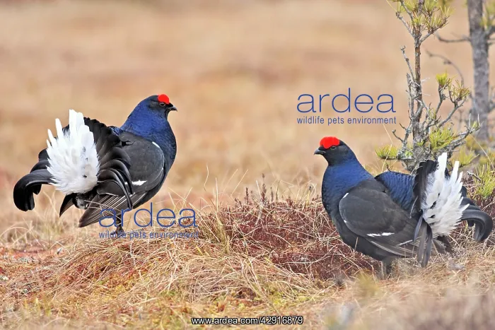 : Black Grouse - males displaying in lek : Black Grouse - males displaying in lek