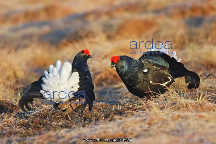 : Black Grouse - males displaying in lek : Black Grouse - males displaying in lek