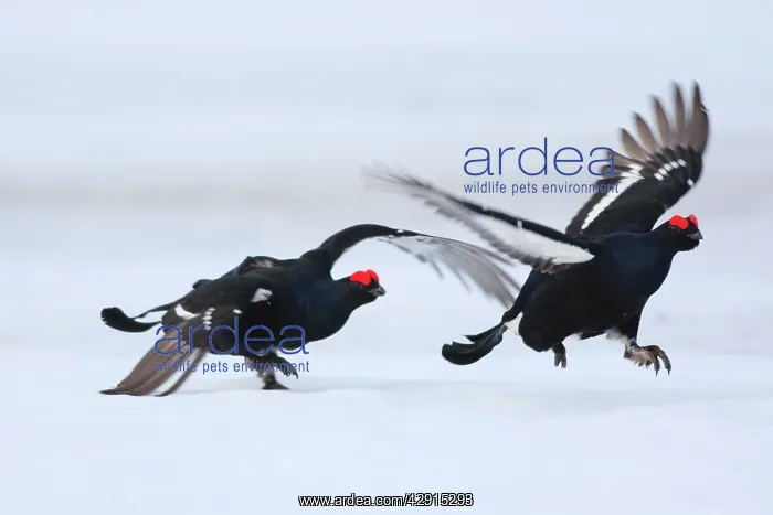 : Black Grouse - males displaying in snow : Black Grouse - males displaying in snow