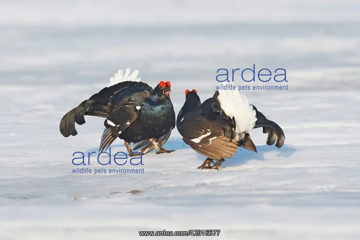 : Black Grouse - males displaying in snow : Black Grouse - males displaying in snow