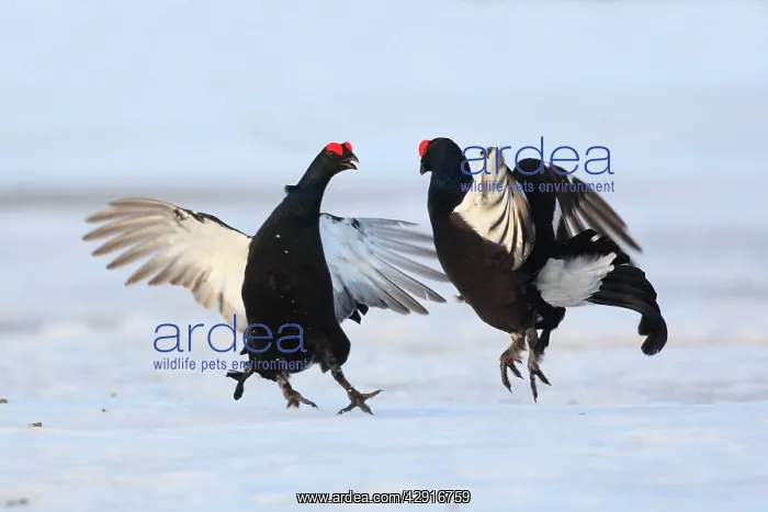 : Black Grouse - males displaying in snow : Black Grouse - males displaying in snow