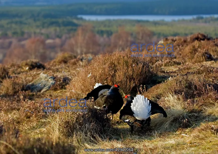 : Black Grouse - Males facing up on lek late evening light : Black Grouse - Males facing up on lek late evening light