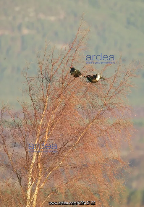 : Black Grouse - Two males feeding on birch tree buds : Black Grouse - Two males feeding on birch tree buds