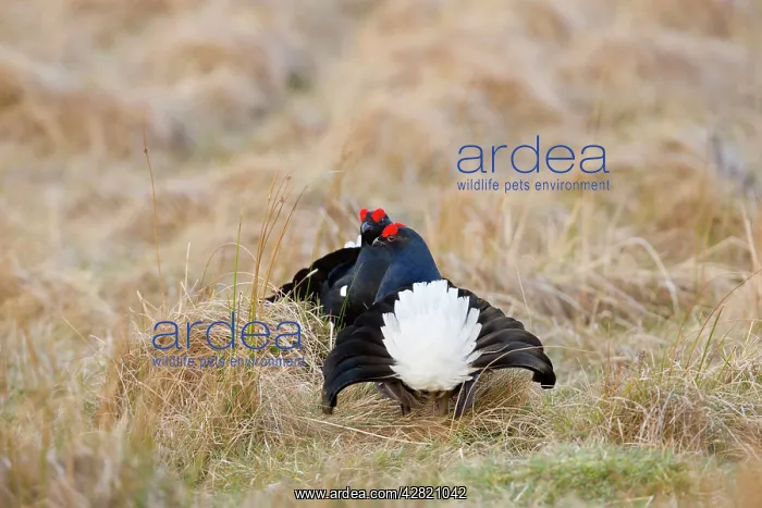: Black Grouse - males lekking at lek site : Black Grouse - males lekking at lek site